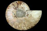 Cut & Polished Ammonite Fossil (Half) - Madagascar #166804-1